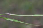 Poverty oatgrass